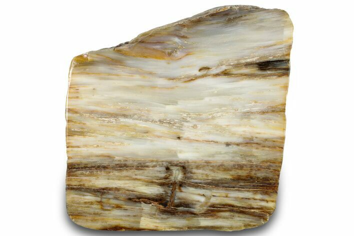 Polished Petrified Wood Slab - Washington #300171